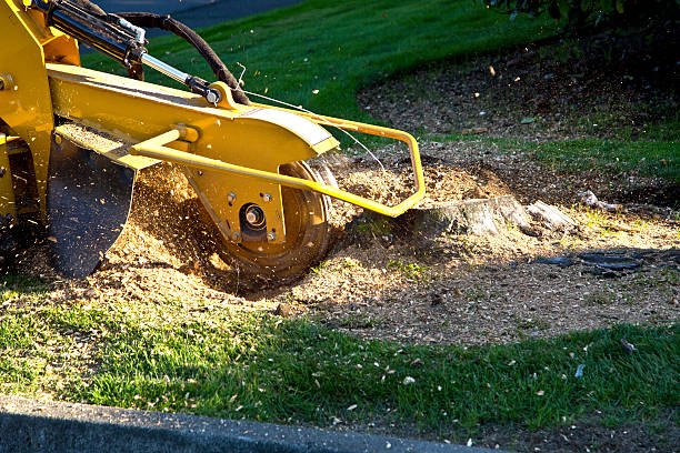 Best Hazardous Tree Removal  in Bamberg, SC